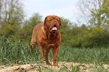 DOGUE DE BORDEAUX 014